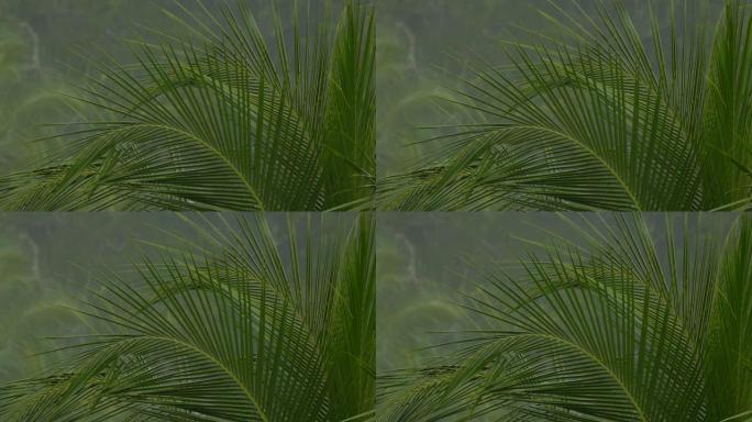 棕榈树聚焦，背景模糊，热带降雨持续