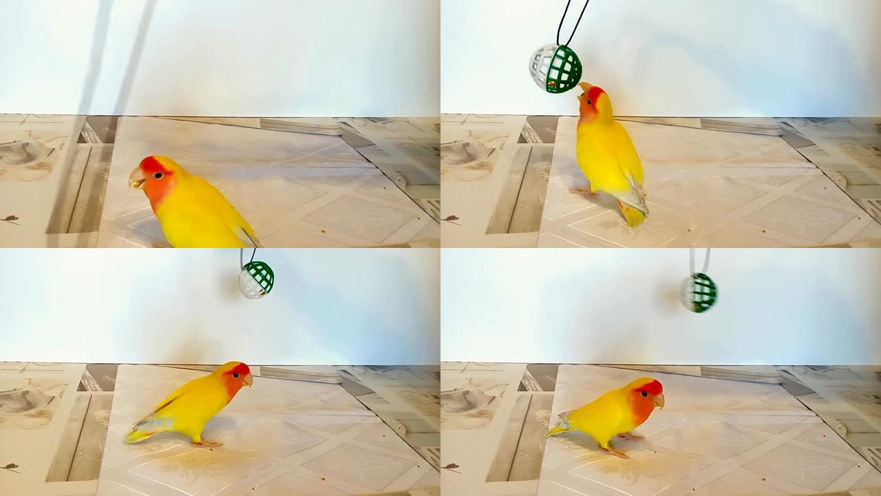 美丽的快乐鹦鹉宠物用它的喙捕捉并追逐它最喜欢的玩具。有趣的淘气的爱情鸟鹦鹉玩得很开心。