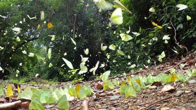 自然界中的柠檬移民蝴蝶