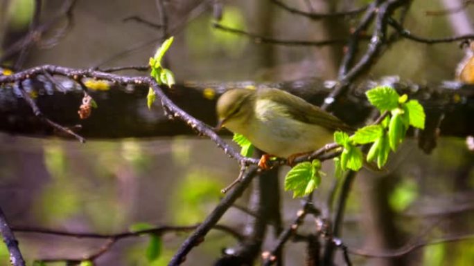 鸟柳莺 (Phylloscopus trochilus) 坐在灌木丛的树枝上，吃昆虫幼虫阳光明媚的春