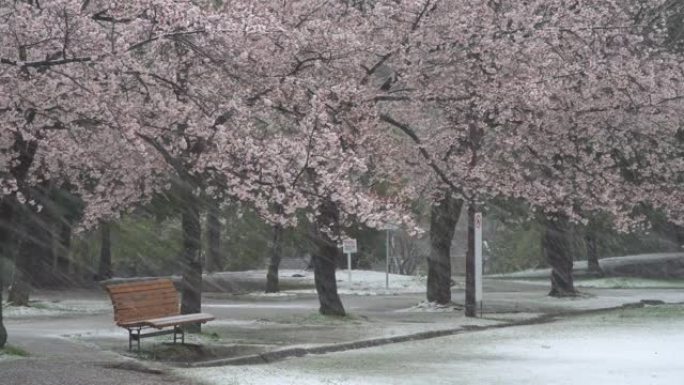 东京大雪中，樱花的树枝接触地球。