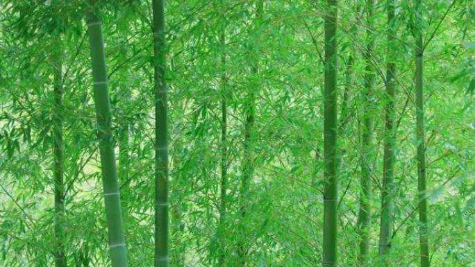 清新的绿色竹子在风中摇曳