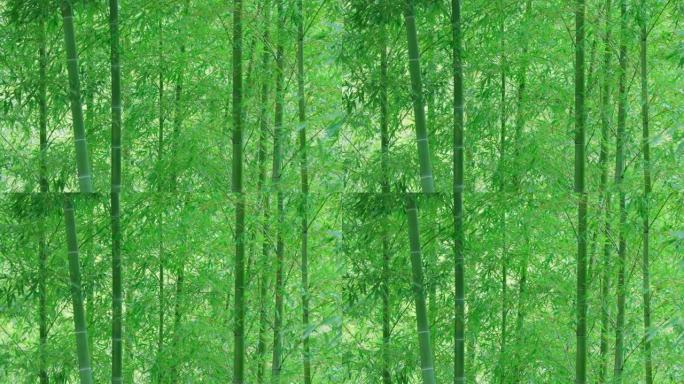 清新的绿色竹子在风中摇曳