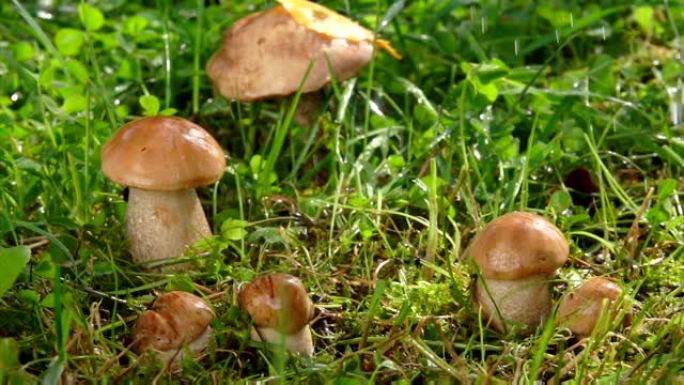 小蘑菇上飘着夏雨
