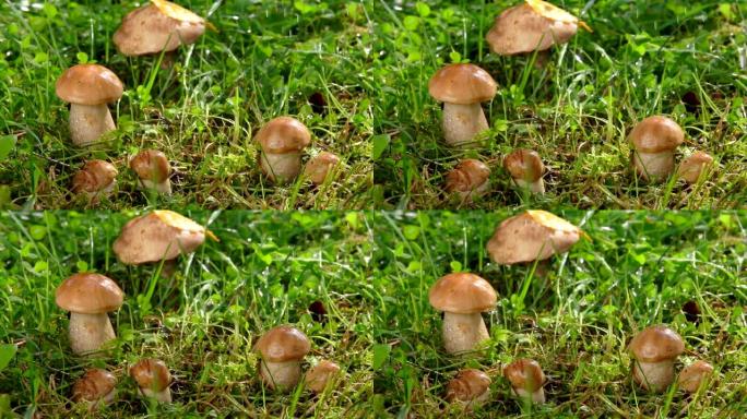 小蘑菇上飘着夏雨