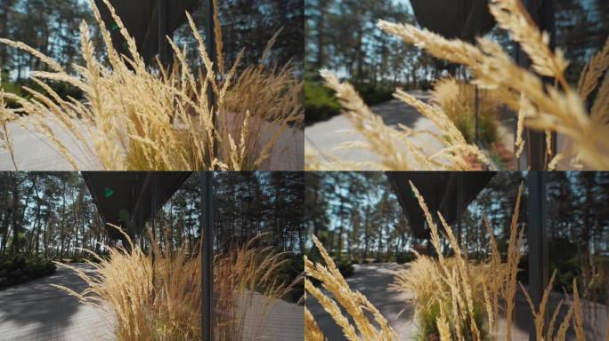 摄像机通过沿着建筑物玻璃墙生长的成熟黄色小麦穗状花序移动