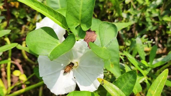 这个花名叫花萼 (Calystegia sepium)，一只蜜蜂正坐在花上吃蜂蜜。