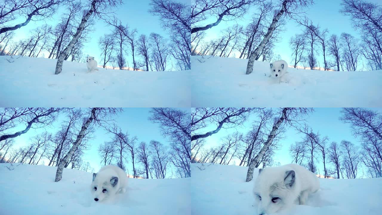 北极狐在白雪皑皑的冬季景观中四处奔跑