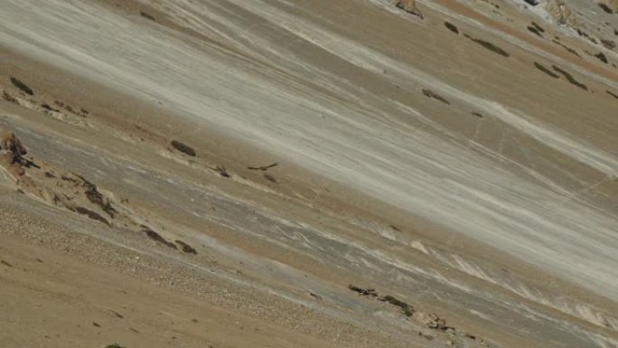 喜马拉雅狮鹫在沙漠山坡上翱翔，清道夫鸟飞行