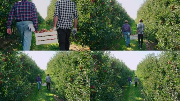 农民拿着一整箱苹果的特写镜头