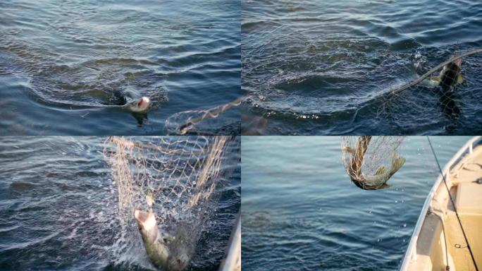 垂钓者在慢动作的旋转杆上抓到一只大梭鱼