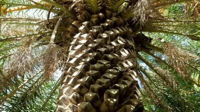 马德里植物园中生长的美丽棕榈树的特写镜头。西班牙。4K