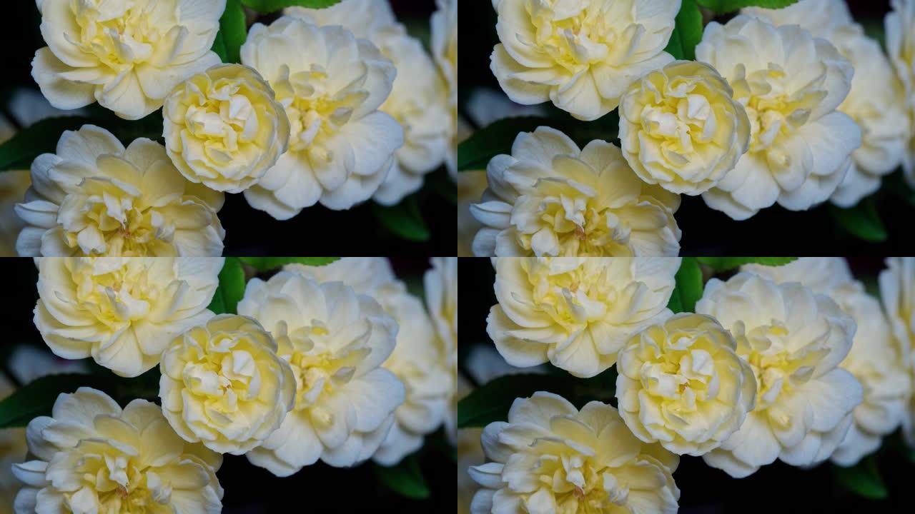 黄色Banksia玫瑰盛开的延时镜头，4k特写视频。