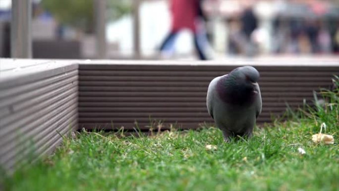 鸽子在城市公园吃面包