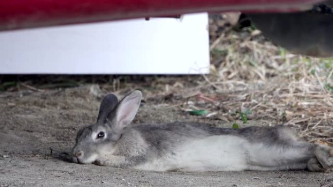 睡在地上的兔子