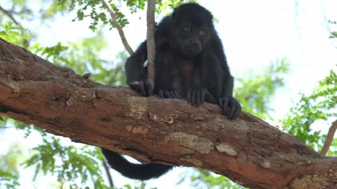 哥斯达黎加森林中的大吼猴 (Alouatta palliata) 在树上放松