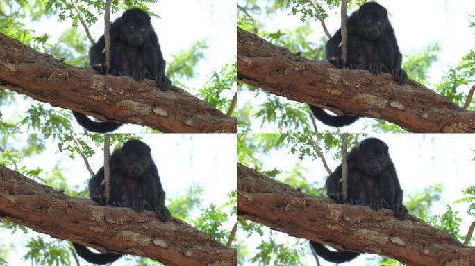 哥斯达黎加森林中的大吼猴 (Alouatta palliata) 在树上放松