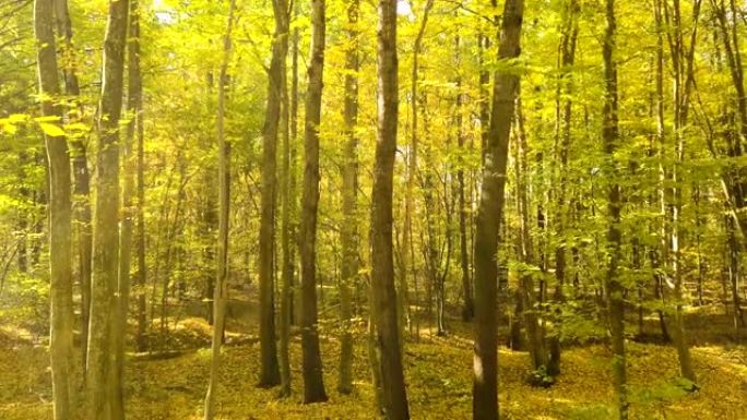 4k.空中。在秋天的黄色木材中缓慢飞行。阳光，落叶。