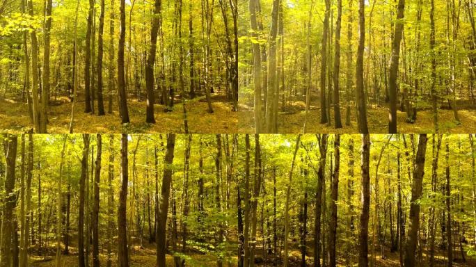 4k.空中。在秋天的黄色木材中缓慢飞行。阳光，落叶。