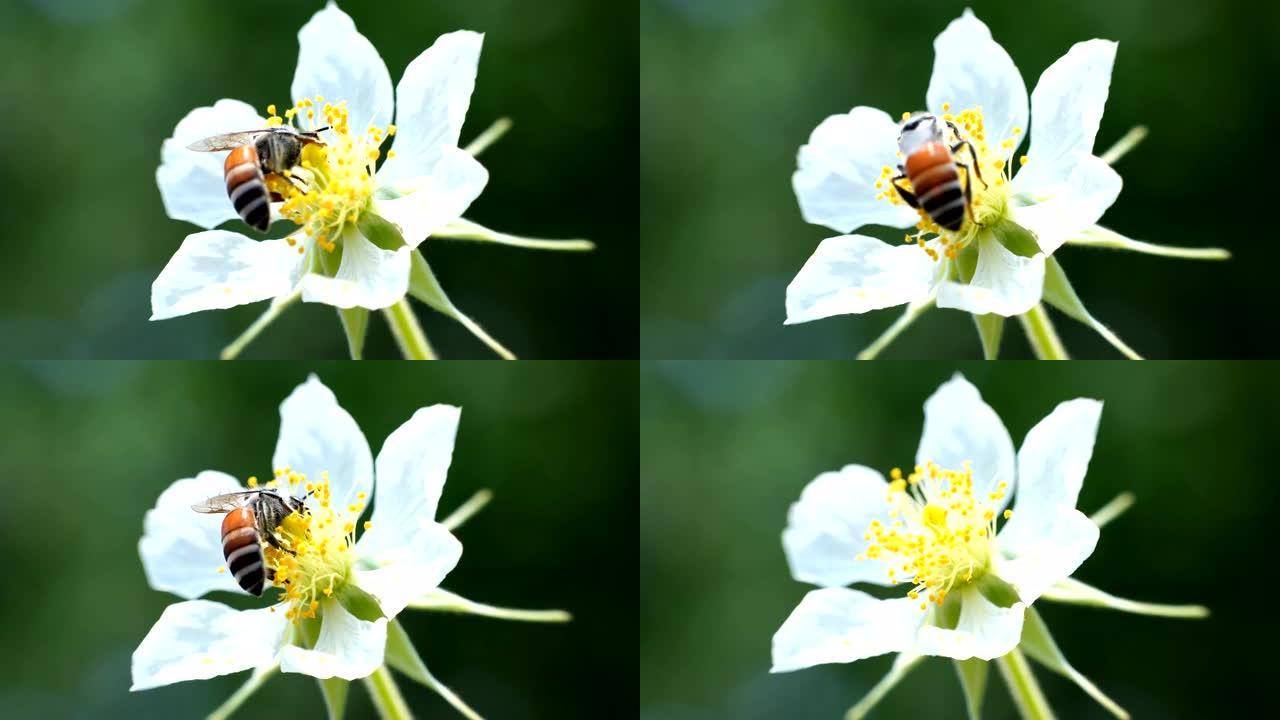 蜜蜂的花朵在早晨盛开