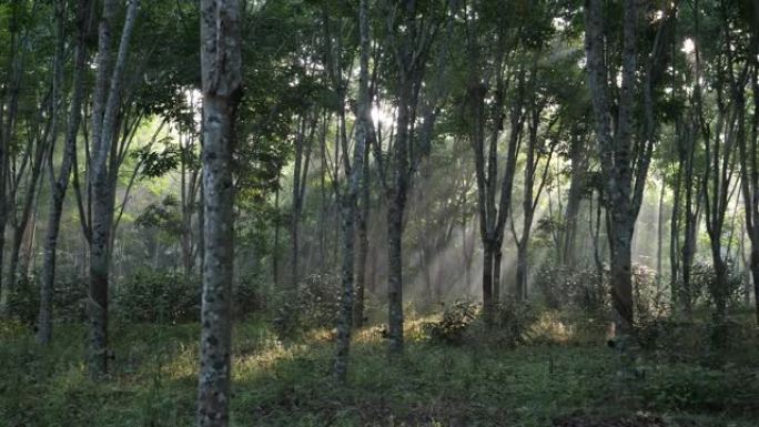 清晨的森林叶缝太阳光普照绿色秋天氧吧树林