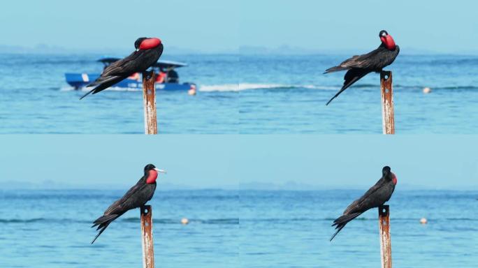 华丽的护卫舰鸟-Fregata magnificens海鸟，发生在美国附近的热带和亚热带水域，旅游船