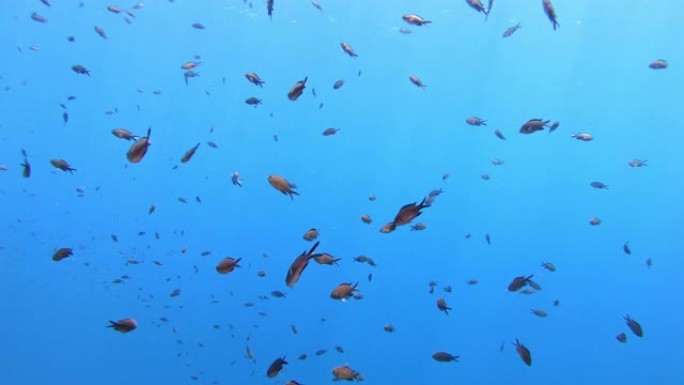 海洋生物-在干净的蓝色水中的地中海诅咒