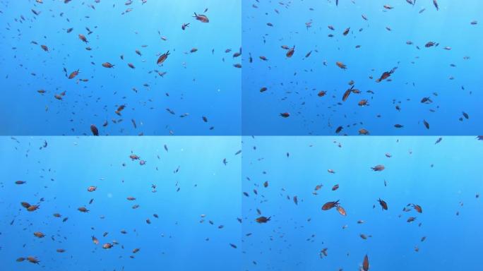 海洋生物-在干净的蓝色水中的地中海诅咒
