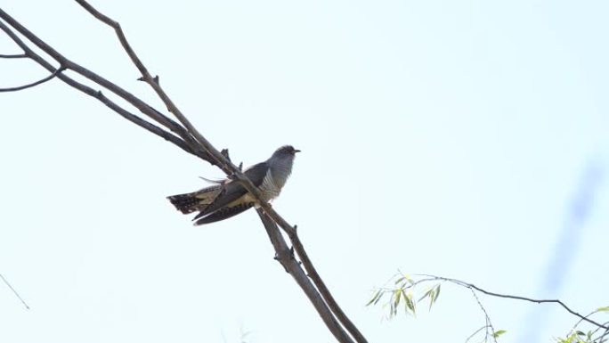 布谷鸟坐在树枝上唱歌