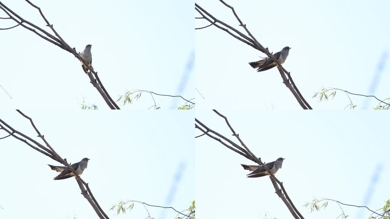 布谷鸟坐在树枝上唱歌