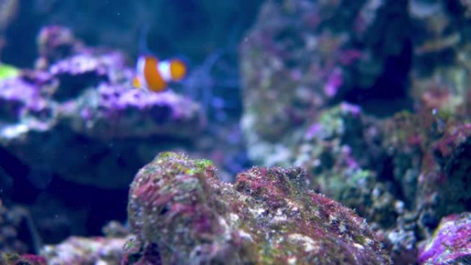 礁鱼两栖动物在石头上的藻类生长旁边游泳并摩擦。