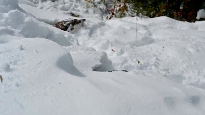 岩石雷鸟在雪山觅食有趣