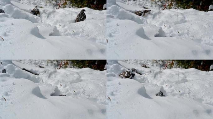 岩石雷鸟在雪山觅食有趣