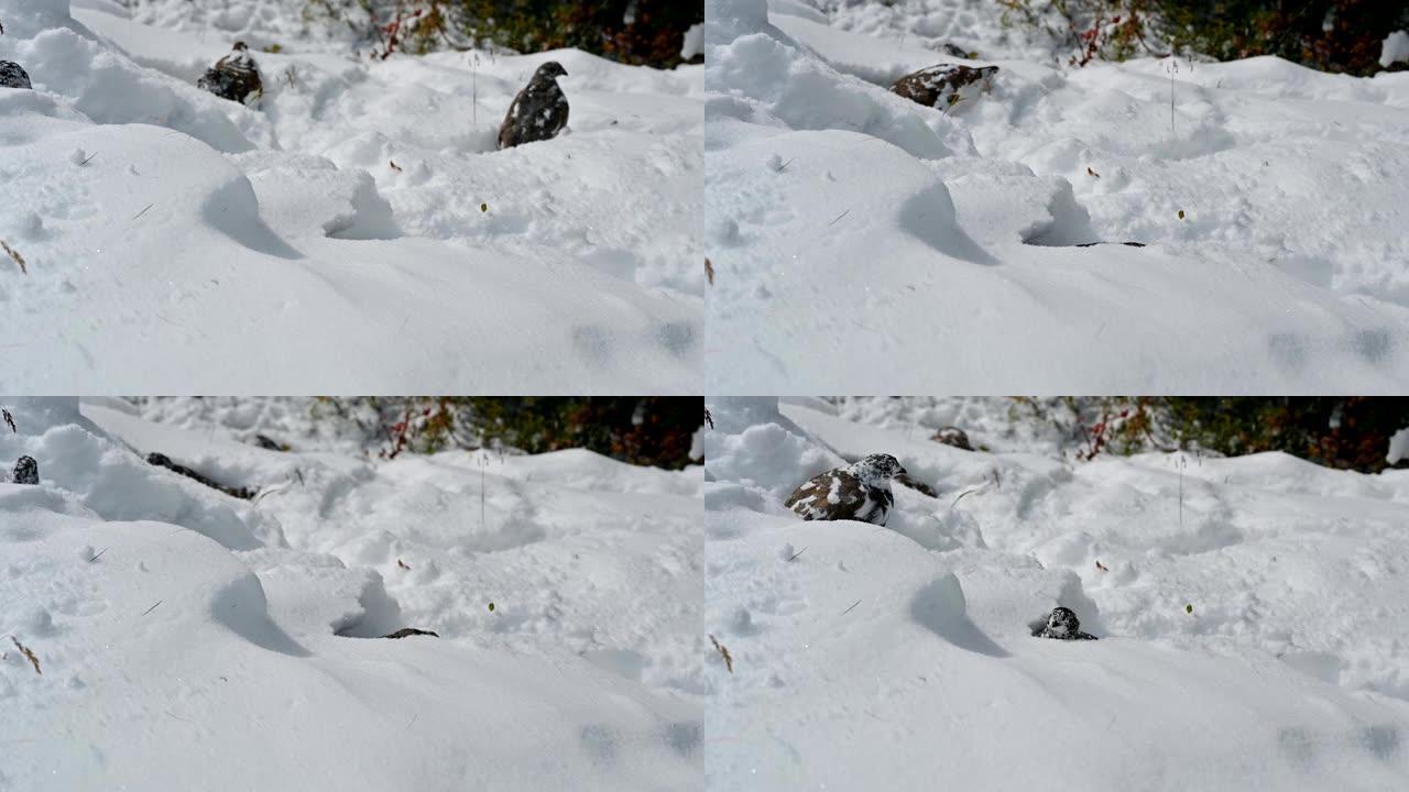 岩石雷鸟在雪山觅食有趣