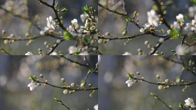 漂亮的白杏春花树枝宏观自然4k视频