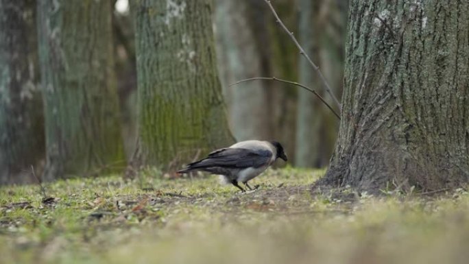 灰鹊乌鸦鸟在树附近的地下藏食物