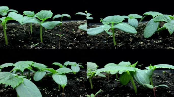 相机运动经过黄瓜幼苗的嫩芽，微距拍摄，超圈，时间流逝