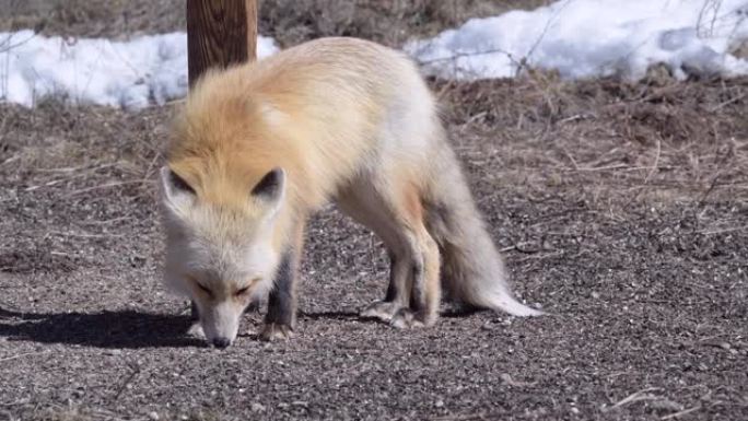 一只可爱的红狐狸在觅食时抬头