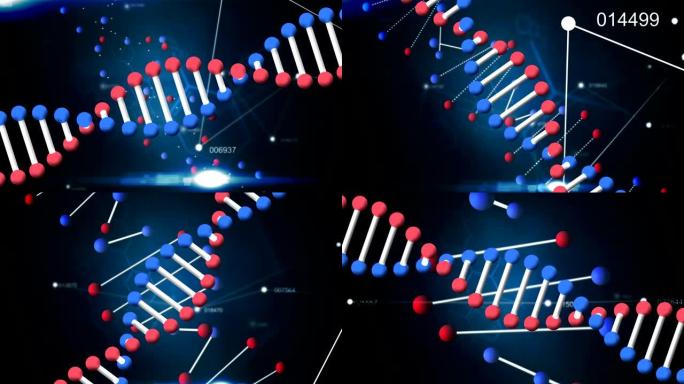 带有蓝色和黑色背景上的连接网的DNA菌株旋转的动画