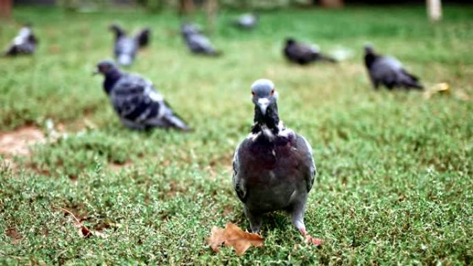 城市鸽子群坐在城市公园的草地上