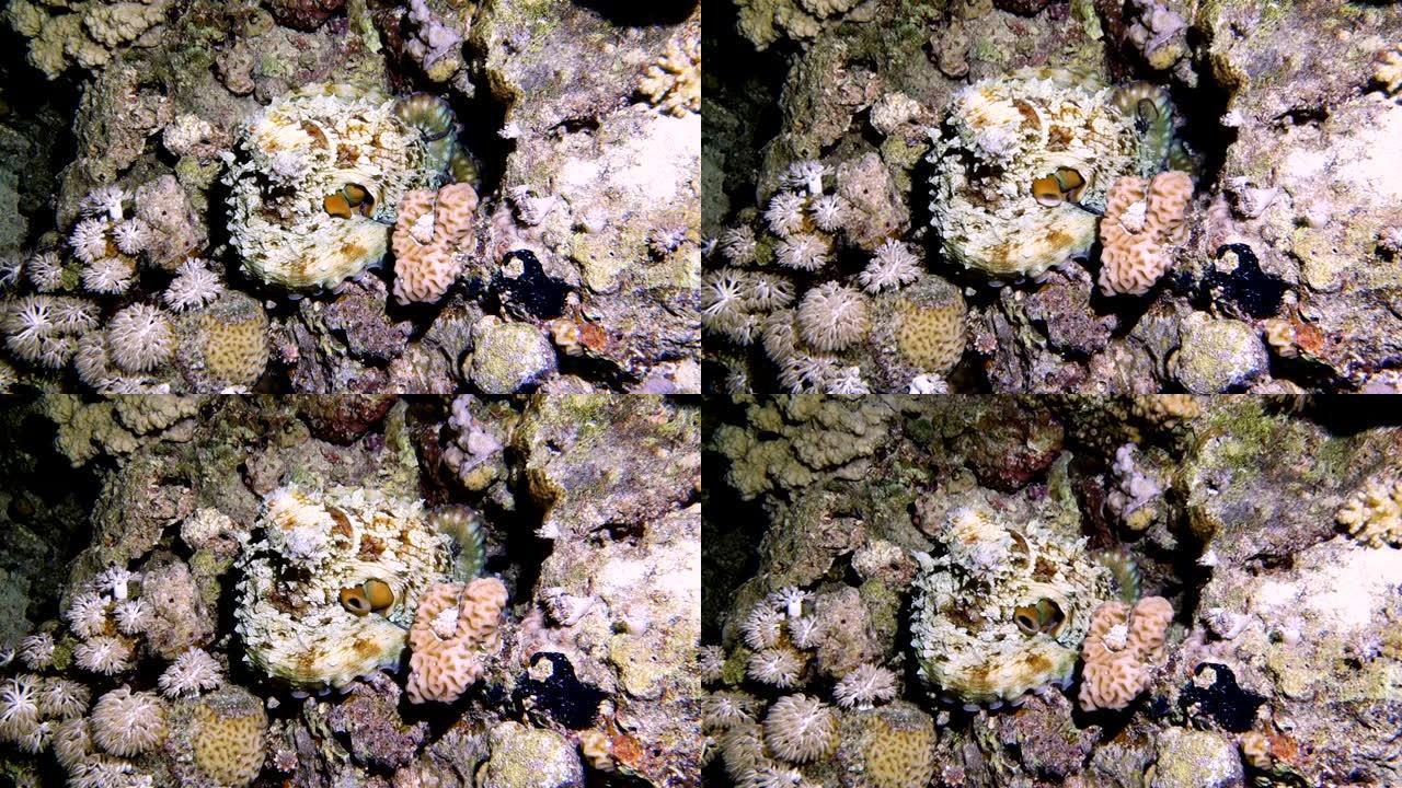 在珊瑚礁上爬行的章鱼鱿鱼