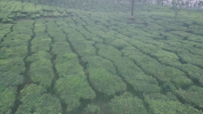 山区景观茶园上的茶园。空中无人机视图