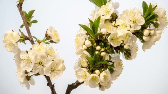 4k垂直延时的酸味樱桃树一束鲜花盛开，并在白色背景上生长。樱桃李盛开的白色小花。9:16比率的时间流