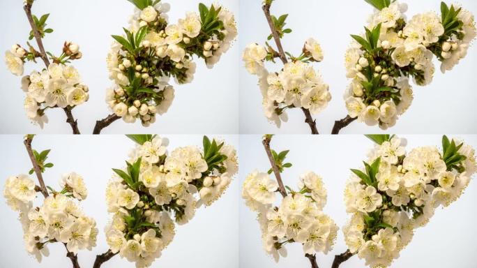 4k垂直延时的酸味樱桃树一束鲜花盛开，并在白色背景上生长。樱桃李盛开的白色小花。9:16比率的时间流