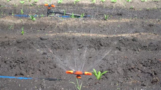 花园床自动浇水。洒水浇水，用水灌溉蔬菜