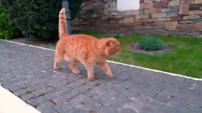 苏格兰褶皱红猫沿着人行道慢慢地走在草坪和篱笆