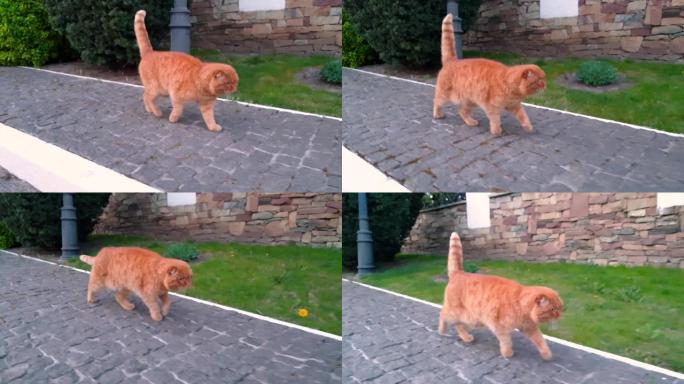 苏格兰褶皱红猫沿着人行道慢慢地走在草坪和篱笆