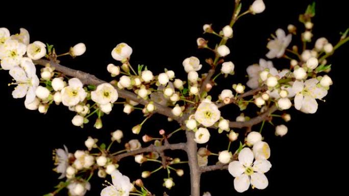 白花开在野生梅树的树枝上