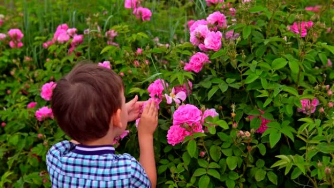 小男孩在开花的花园里嗅着玫瑰