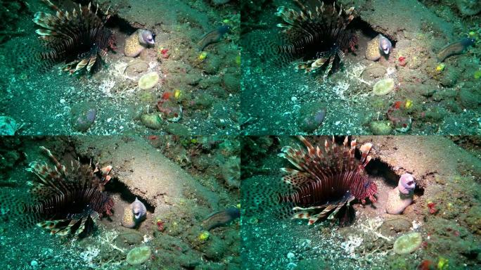 巨大的海鳗藏在巴厘岛海底的珊瑚礁中